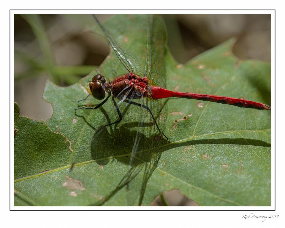 red dragonfly 1.jpg